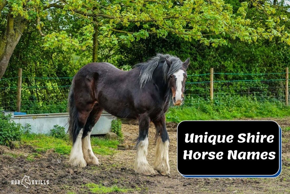 365 Unique Shire Horse Names For Mares, Stallions & Geldings