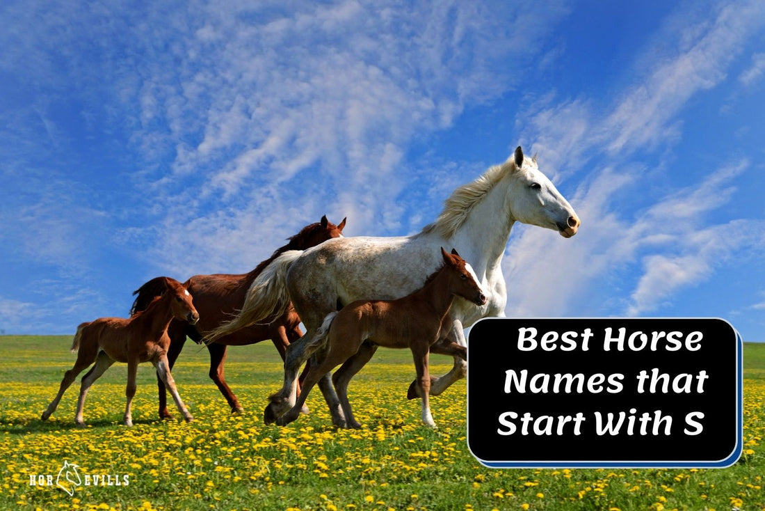 350+ Cute Horse Names That Start With S (Stallions &amp; Mares)