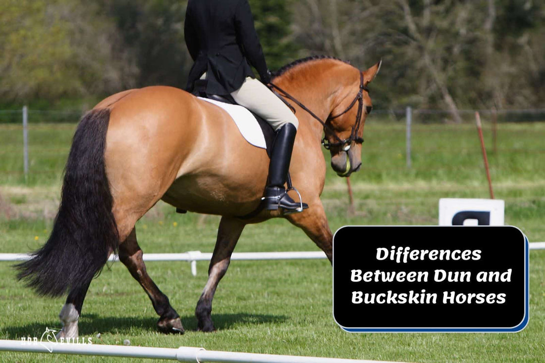 Key Differences Between Dun and Buckskin Horses Uncovered!