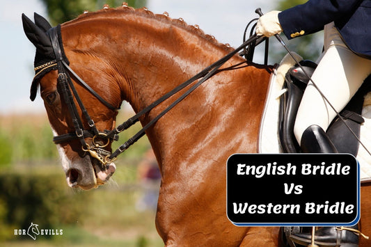 Western Vs English Bridle: What's the Difference?