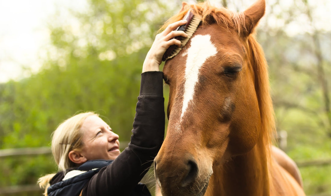 A 7-Step Guide on Cleaning Horse Brushes