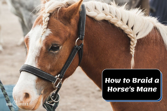 How to Braid a Horse's Mane (Different Styles to Try!)