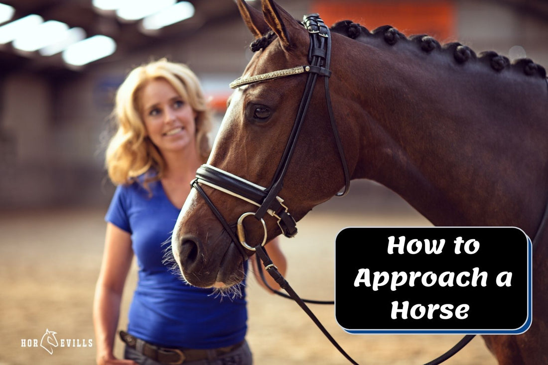 How to Approach a Horse: Do's and Don'ts (Equestrian Tips)