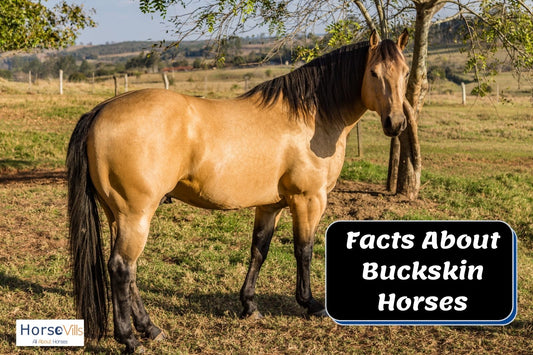 10+ Fascinating Facts About Buckskin Horses