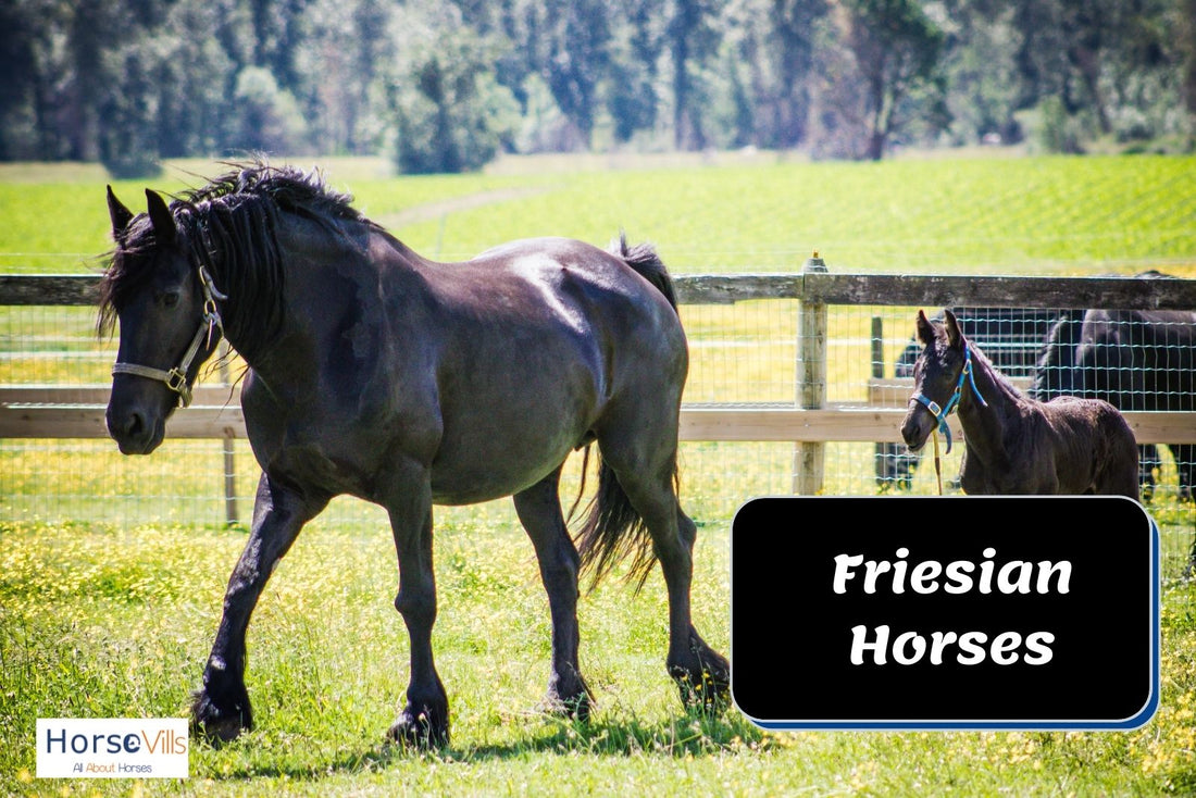 3 Interesting Friesian Horse Facts + Characteristics