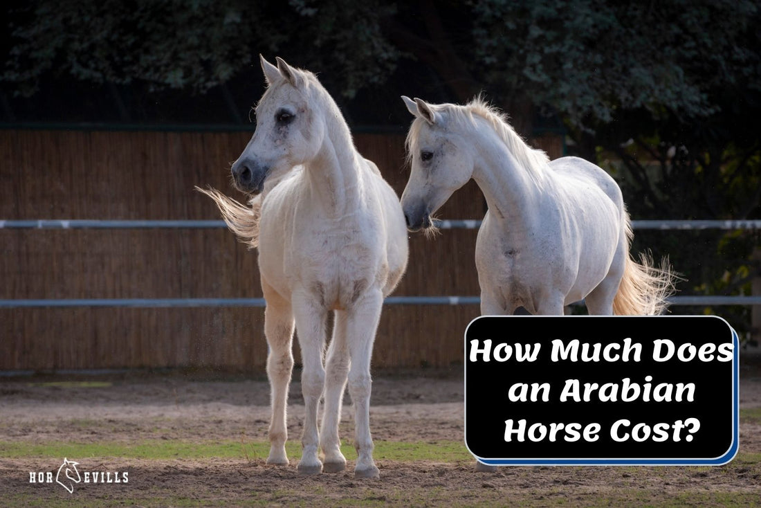 How Much Does an Arabian Horse Cost (Detailed Cost Analysis)