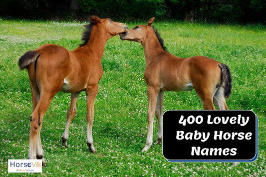 400 Lovely Baby Horse Names for Your Colt & Filly