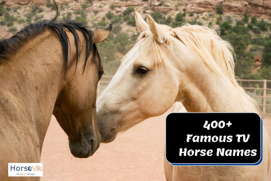 400+ Alluring and Famous TV Horse Names