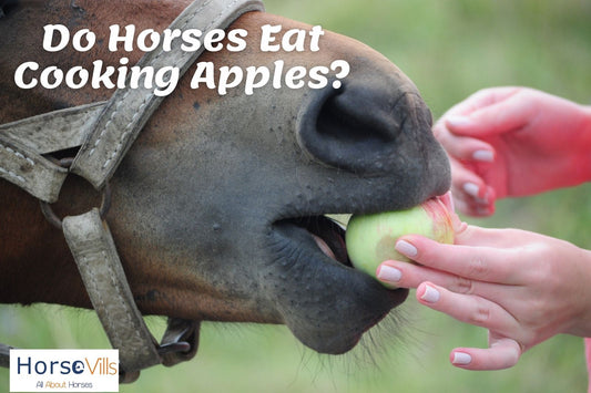 Can Horse Eat Cooking Apples? Are They Safe?