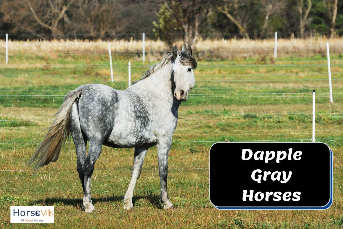 Interesting Facts To Know About Dappled Gray Horses