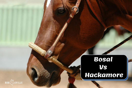 What is the Difference Between Bosal and Hackamore?