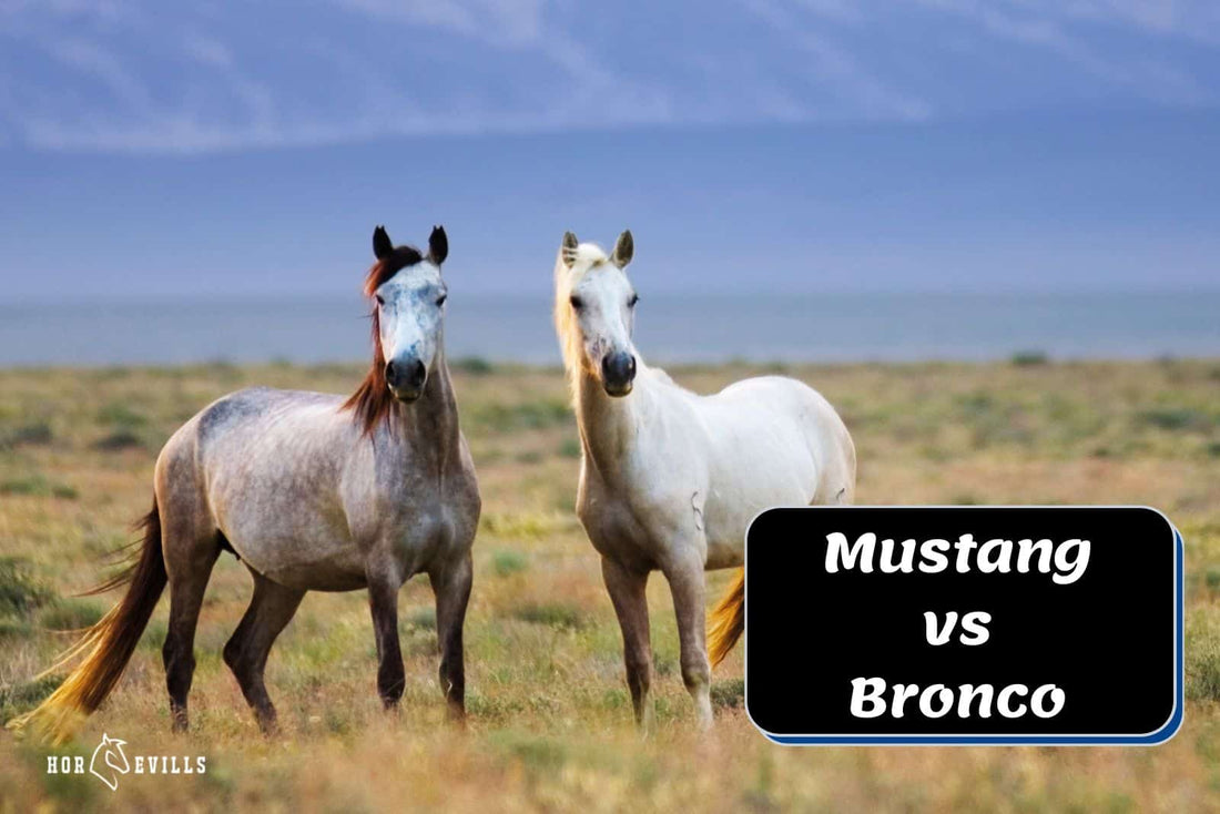 Mustang Vs Bronco: Are They The Same? [Comparison Guide]