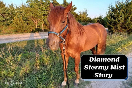 Diamond Stormy Mist (Heartwarming Story From a Reader)