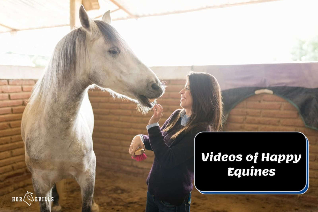 3 Hilarious Horse Videos of Happy Equines | Watch Now!