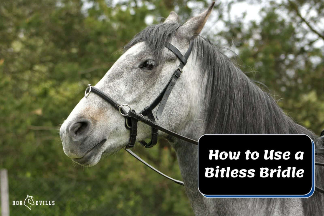 How to Use a Bitless Bridle In 6 Easy Steps [Expert Tips]