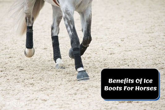 6 Benefits Of Ice Boots For Horses &amp; When Not To Use Them?