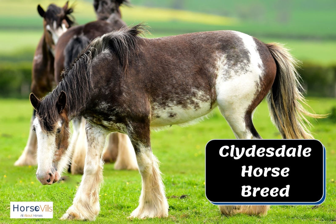 Guide About Clydesdale Horses: EVERYTHING YOU NEED TO KNOW