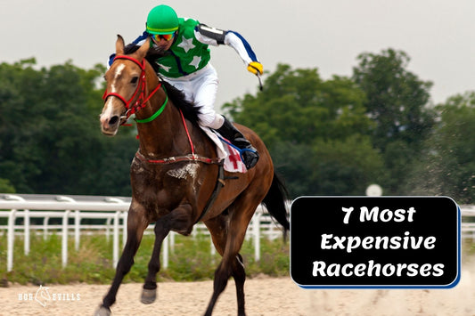 7 Most Expensive Racehorses of All Time!