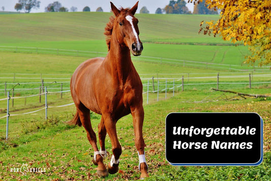 40+ Unforgettable Horse Names for Your Equine Friends