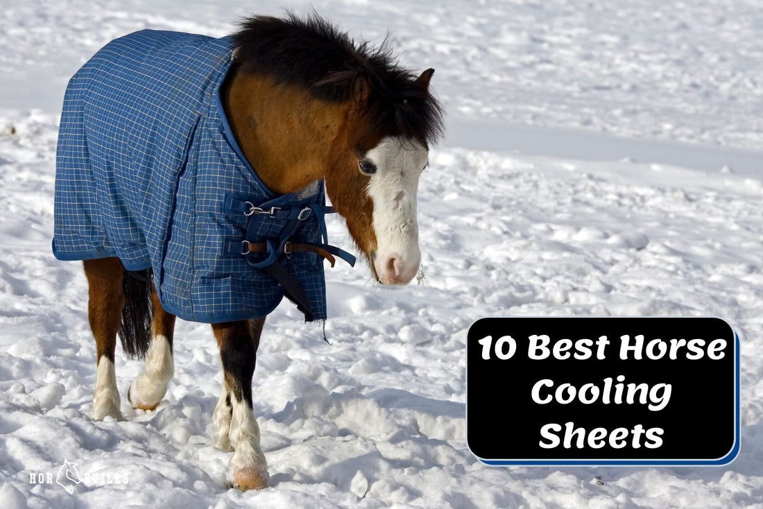 Top 10 Cooling Blankets for Horses (Complete Buying Guide)