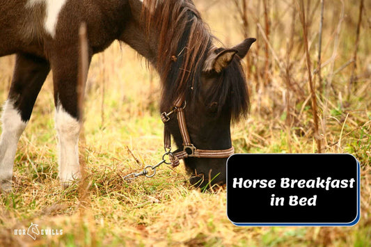 Horse Breakfast in Bed: Tips to Take Care of an Injured Equine