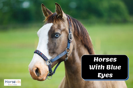 Everything to Know About Blue-Eyed Horses (Detailed Guide)