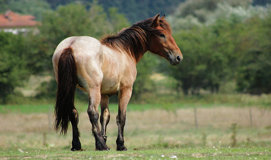 100 Unique Horse Names for Males & Females