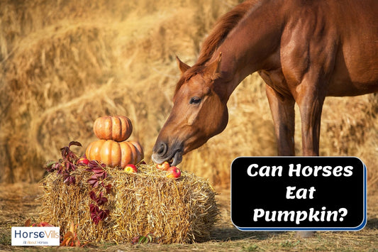 Can Horses Eat Pumpkin? (Seeds & Puree)