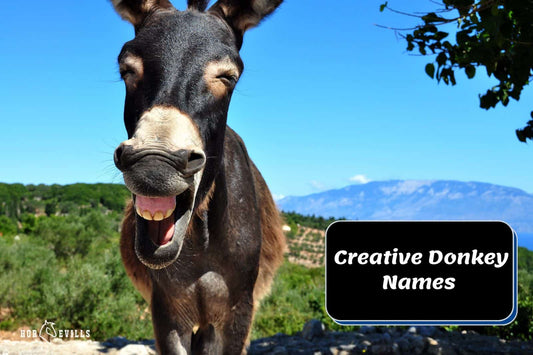 145 Donkey Names: Unique, Creative, and Funny Ideas!