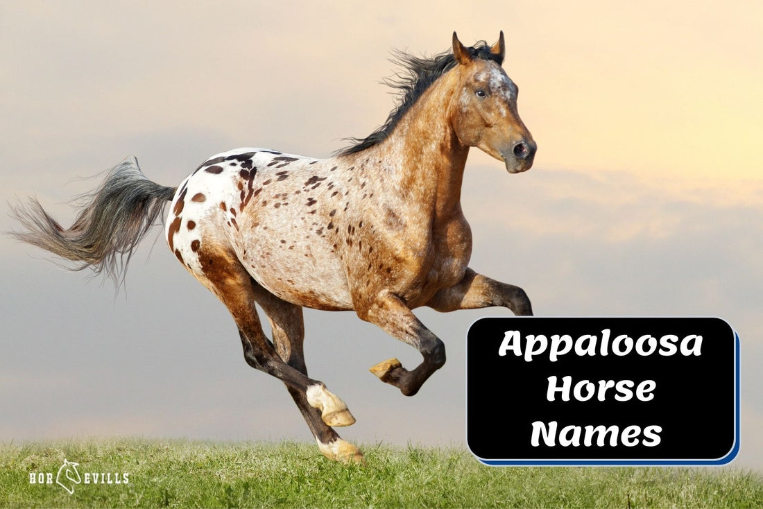 256 Appaloosa Names Perfect For Your Spotted Equine