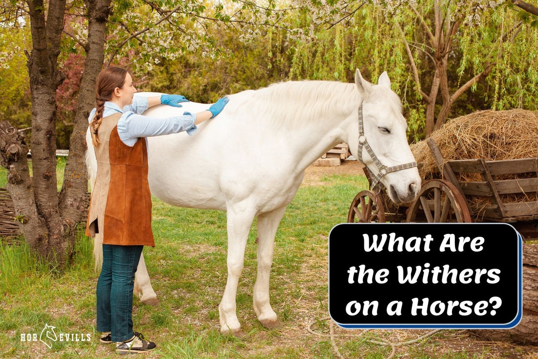 What Are the Withers on a Horse? (Equestrian Explained)