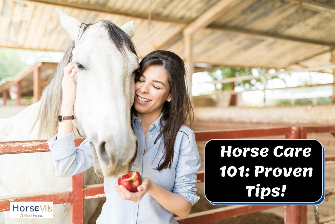 Horse Care 101: Proven tips & Tricks