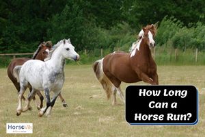 How Long Can a Horse Run?