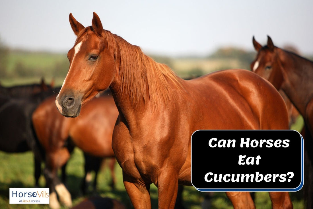 Can Horses Eat Cucumbers? (Are You Sure They're Safe?)