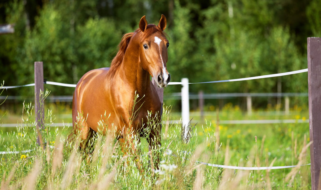 100 Outstanding Brown Horse Names for Males & Females