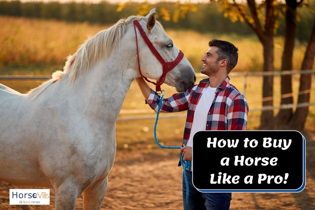 Guide to Buying Your Horse Like a Pro!