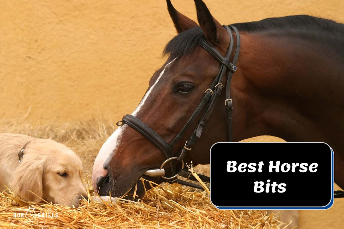 10 Best Horse Bits (Review, Buying Guide & Expert Tips)