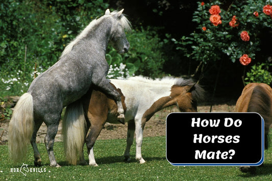 How Do Horses Mate? Uncovering the Intimate World of Equines