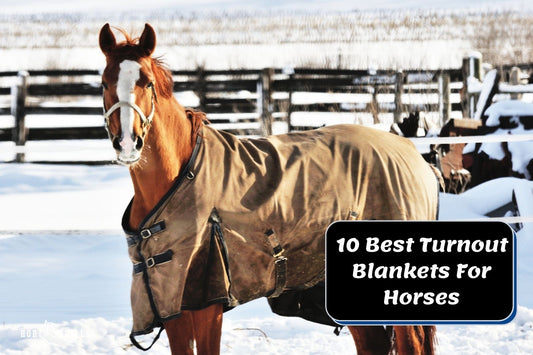 Top 10 Turnout Blankets for Horses (Review Guide)