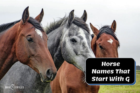 260+ Horse Names That Start With G for Mares &amp; Stallions