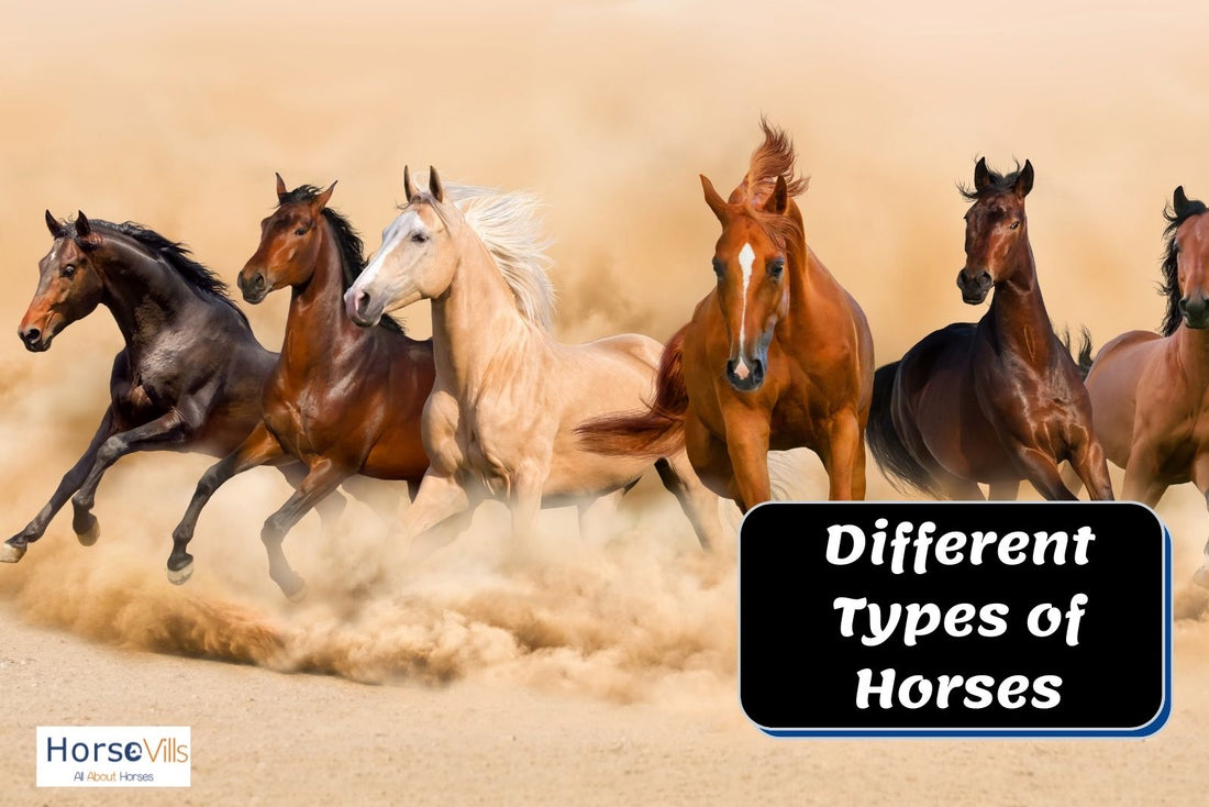 9 Different Breeds of Horses: Most Popular & Distinct