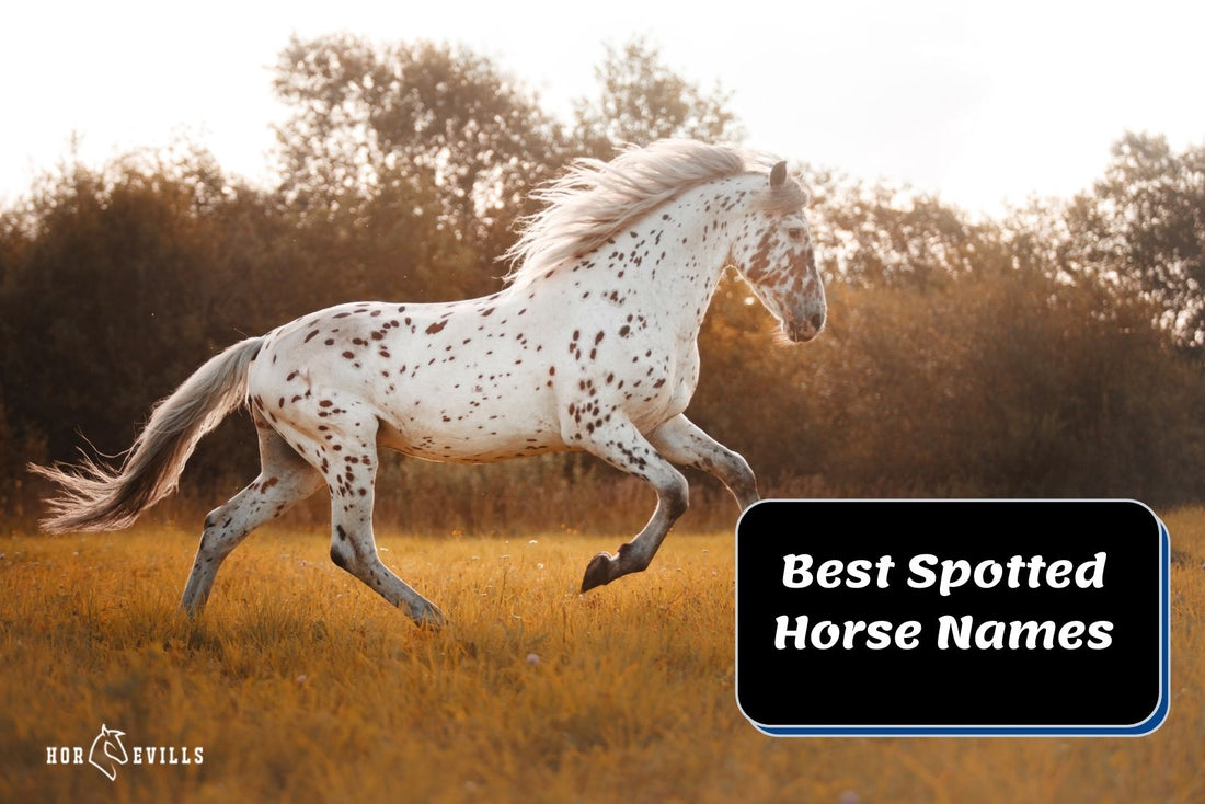 400+ Good Spotted Horse Names (For Stallions and Mares)