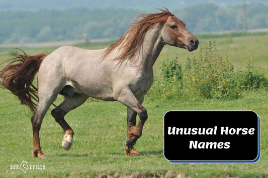 Unusual Horse Names and Their Stories: 10 Cool Ones