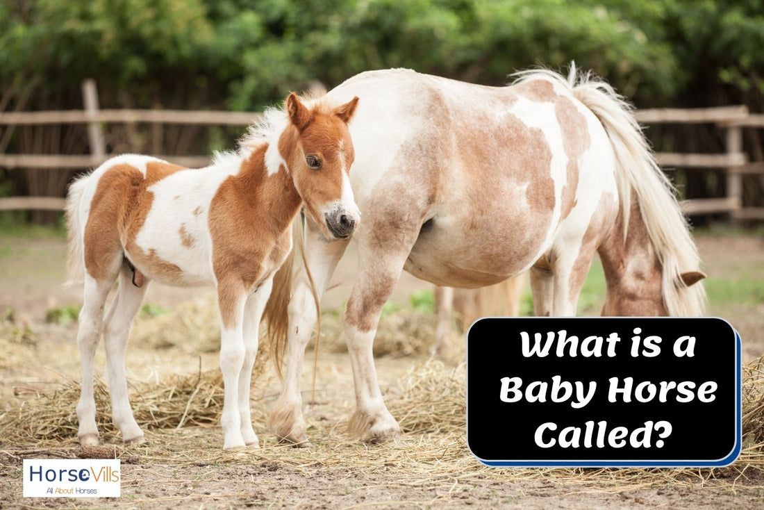 What Do You Call Baby Horses? (Complete Guide from an Expert)