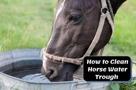 How To Clean Horse Water Trough [4 Steps to Follow]