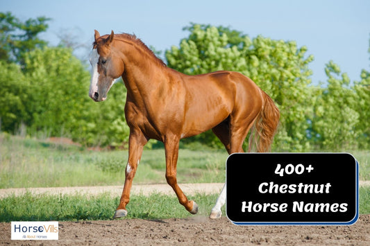 400+ Mesmerizing Names for Chestnut Horses