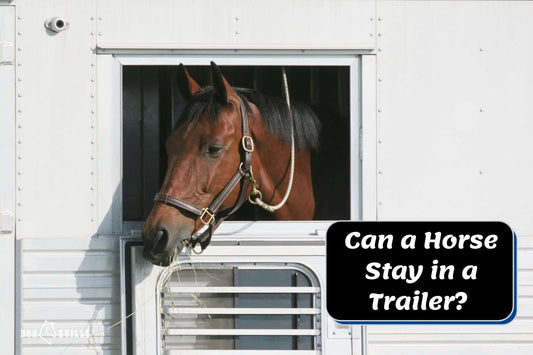 Can a Horse Sleep in a Trailer? [Things You Need to Consider]