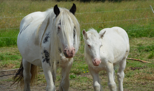 Can Horses Eat Parsley? (Complete Research & Guide)