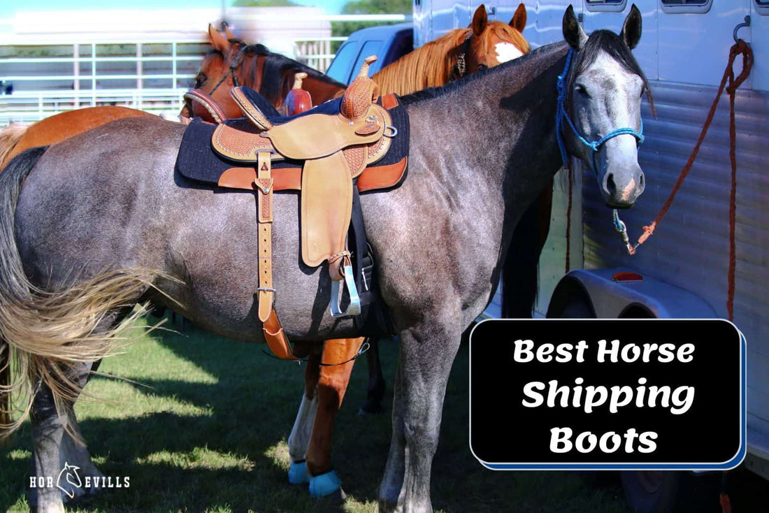 8 Best Horse Shipping Boots [Expert Recommendation]