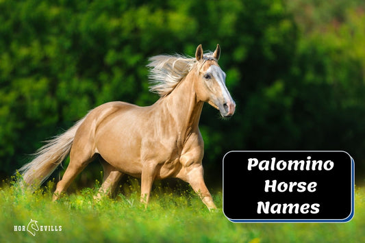 300+ Unique Palomino Horse Names (Ideas for Mares & Stallions)